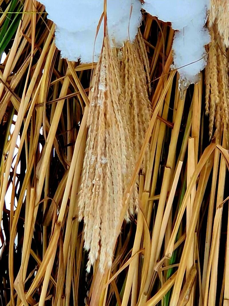 Miscanthus × longiberbis fruit