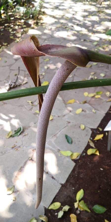Anthurium clavigerum flower