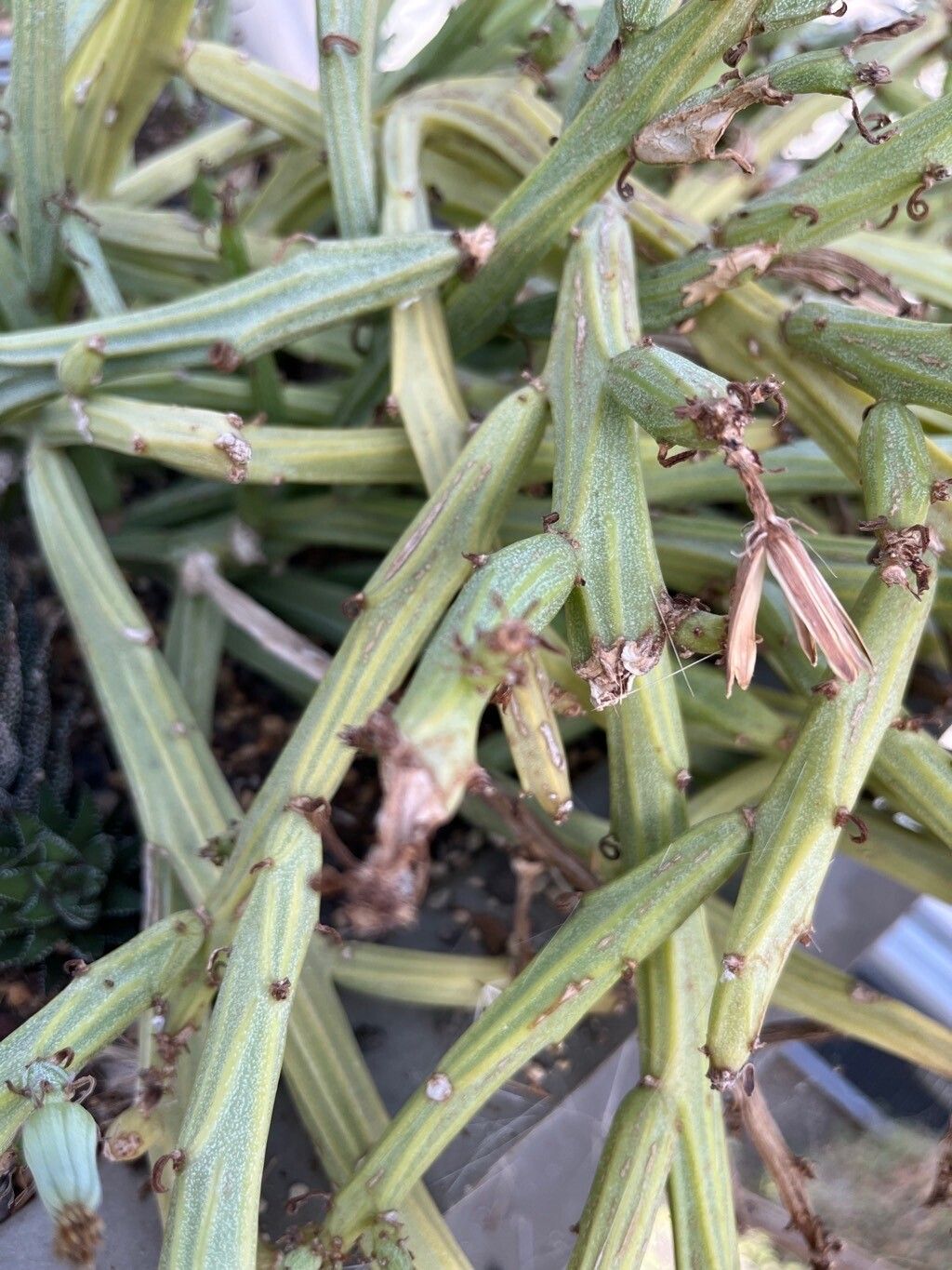 Kleinia longiflora other