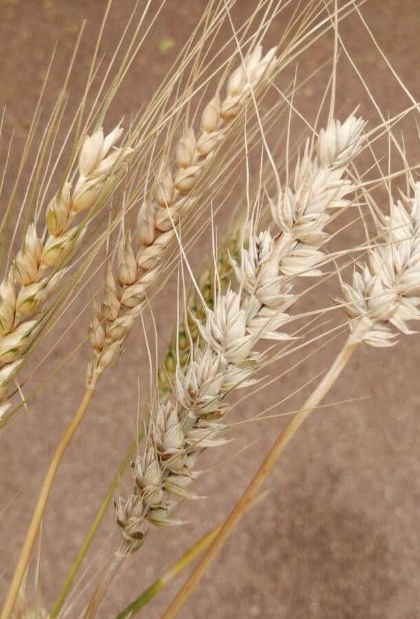 Triticum aestivum fruit