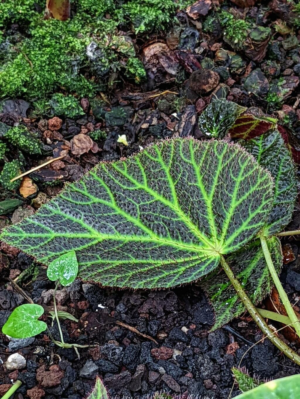 Begonia chloroneura leaf