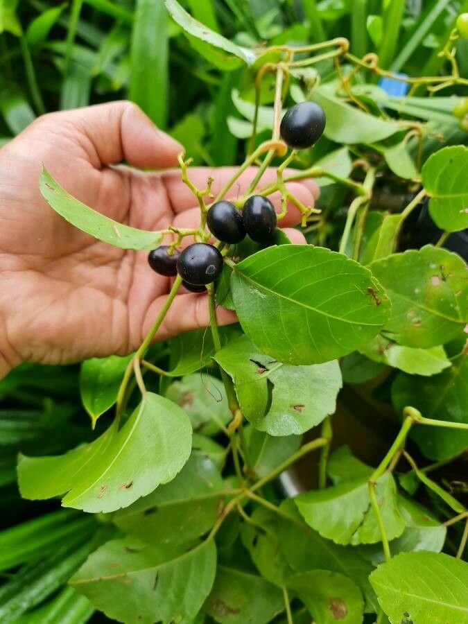 Cayratia trifolia fruit