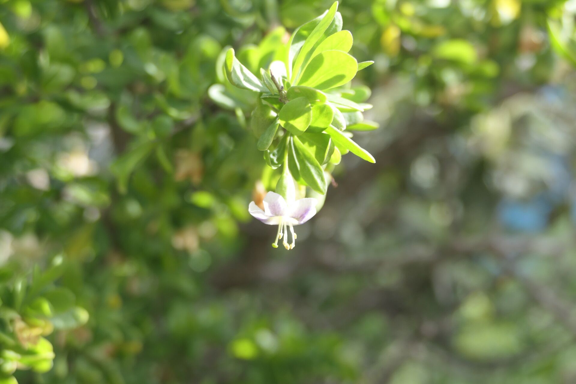 Lycium ferocissimum flower
