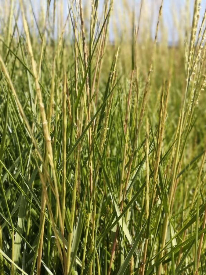 Spartina anglica flower