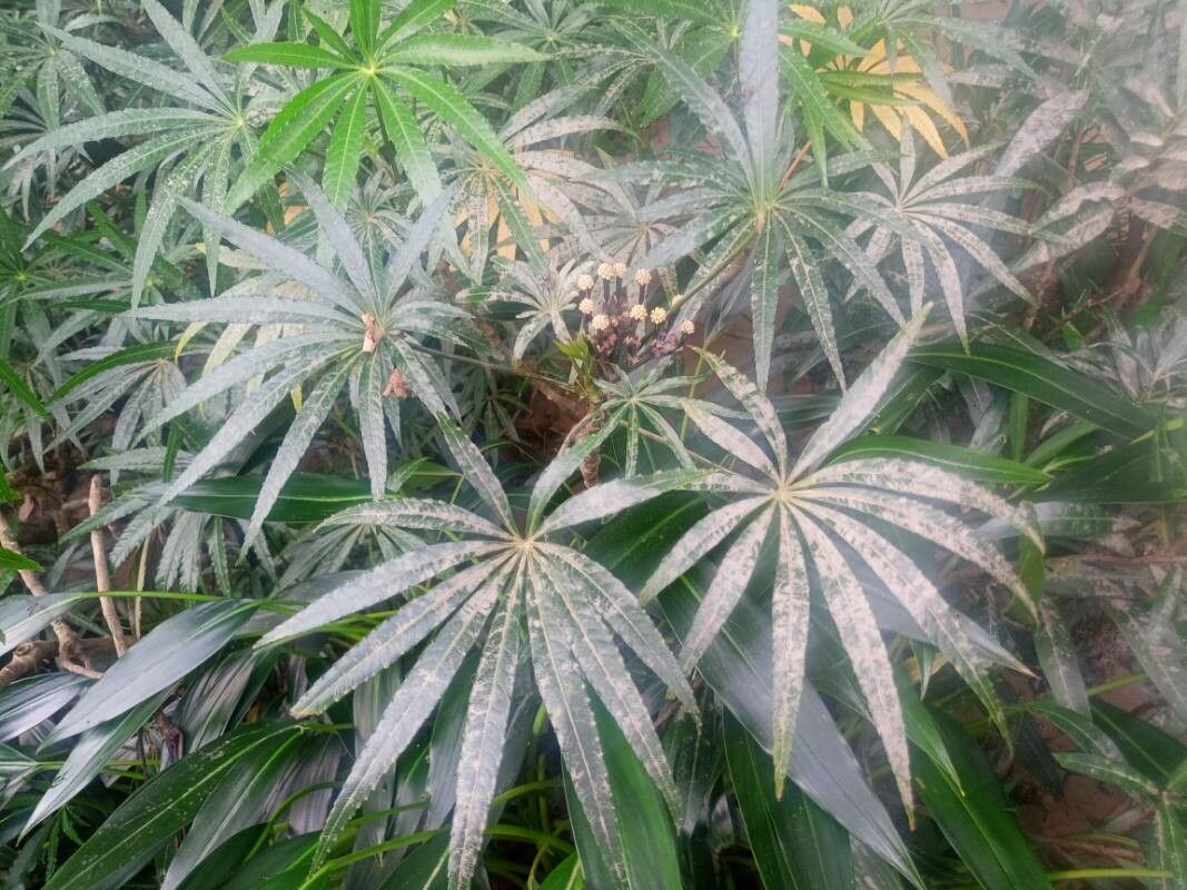 Osmoxylon borneense — related species from the same genus