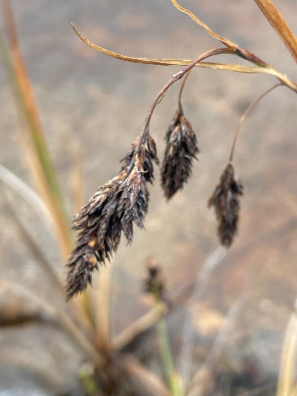 Carex pichinchensis flower