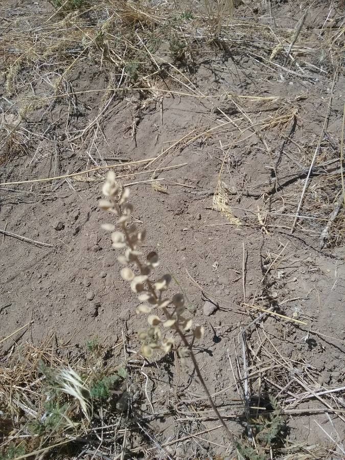 Lepidium lasiocarpum flower