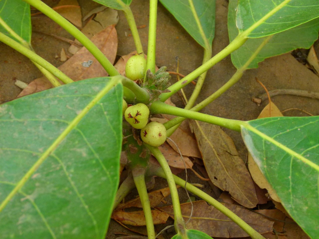 Uapaca togoensis habit