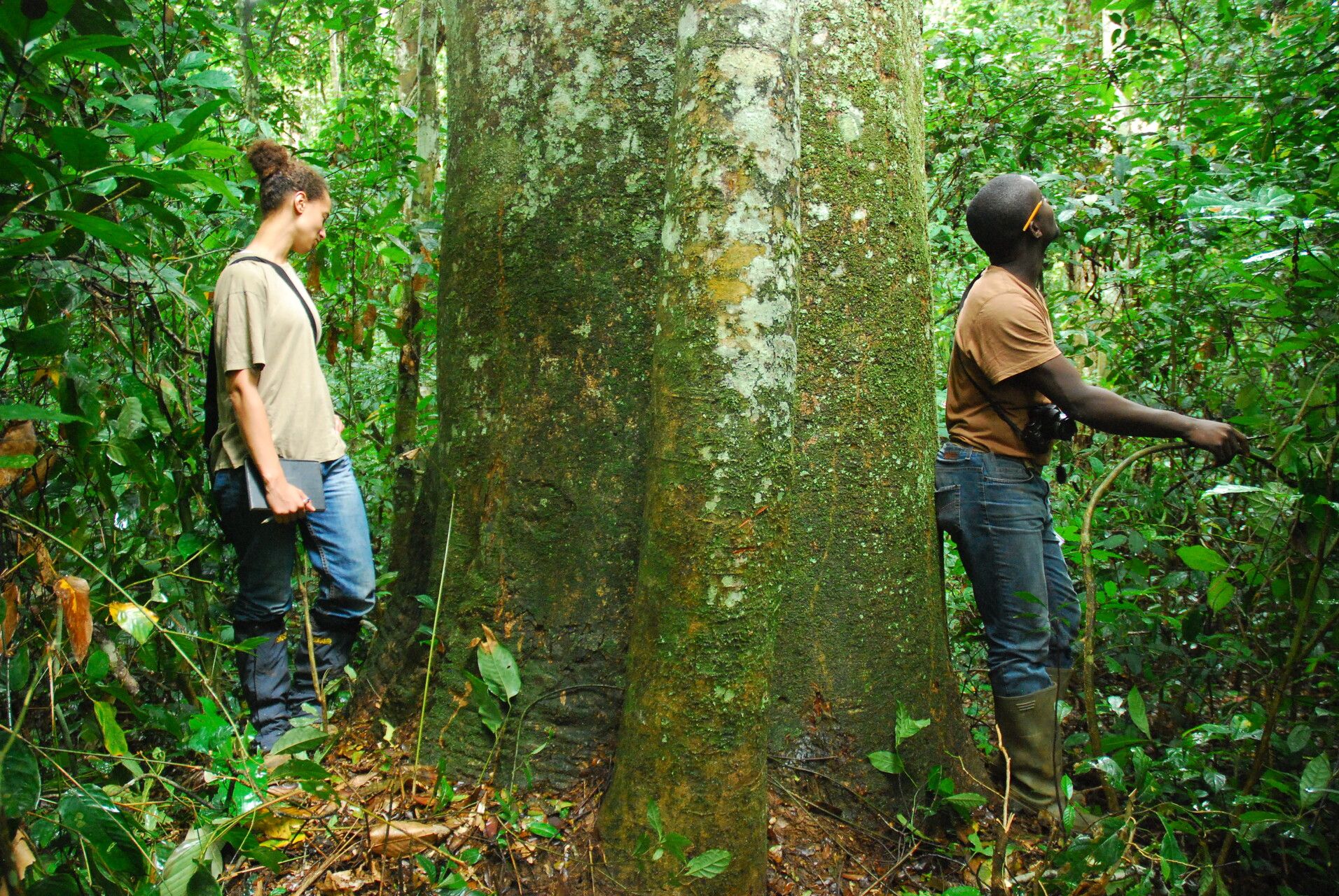 Prioria oxyphylla bark