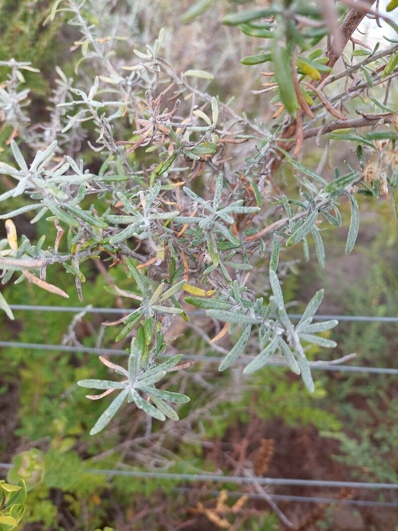 Olearia axillaris leaf