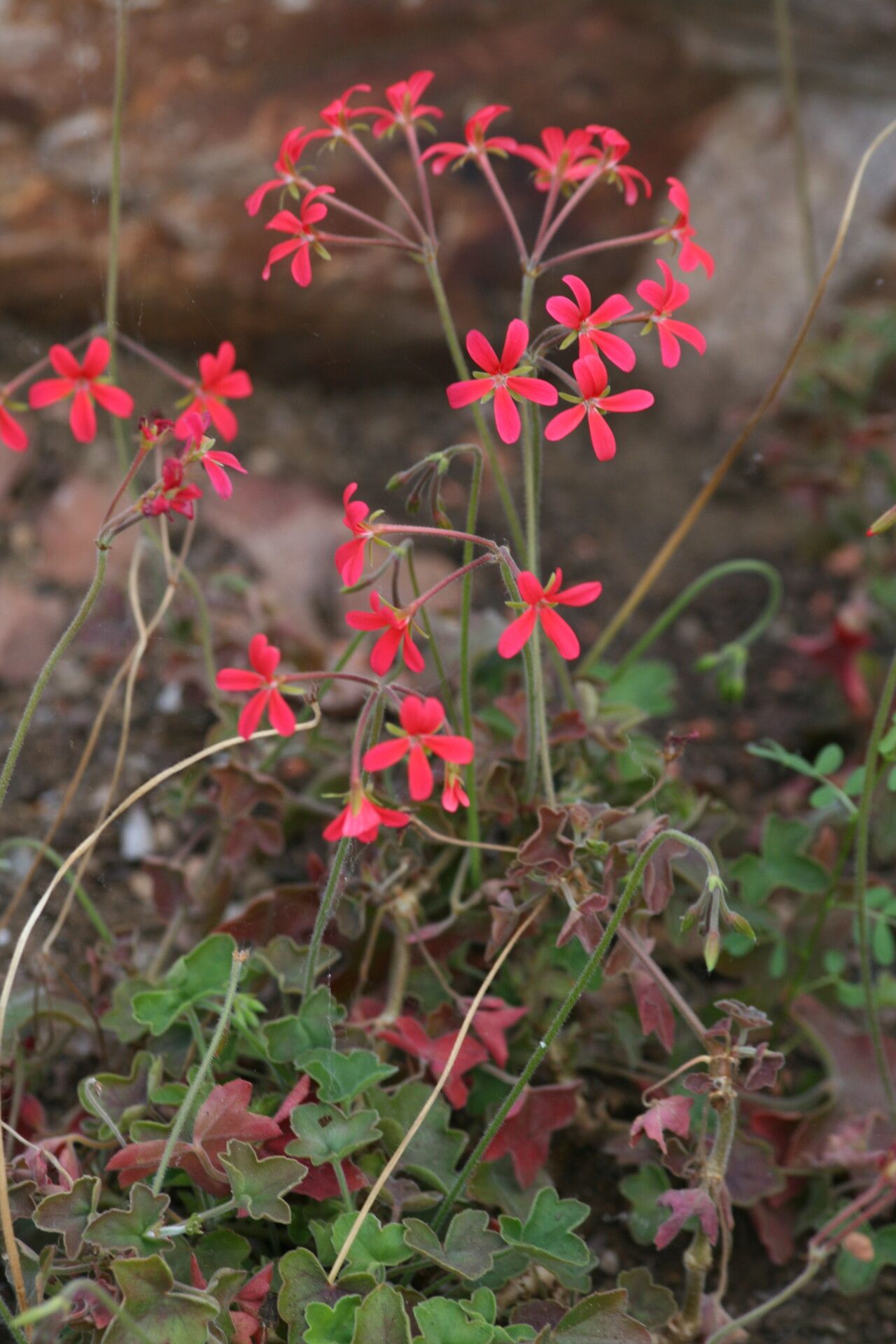 Pelargonium tongaense — houseplant care guide