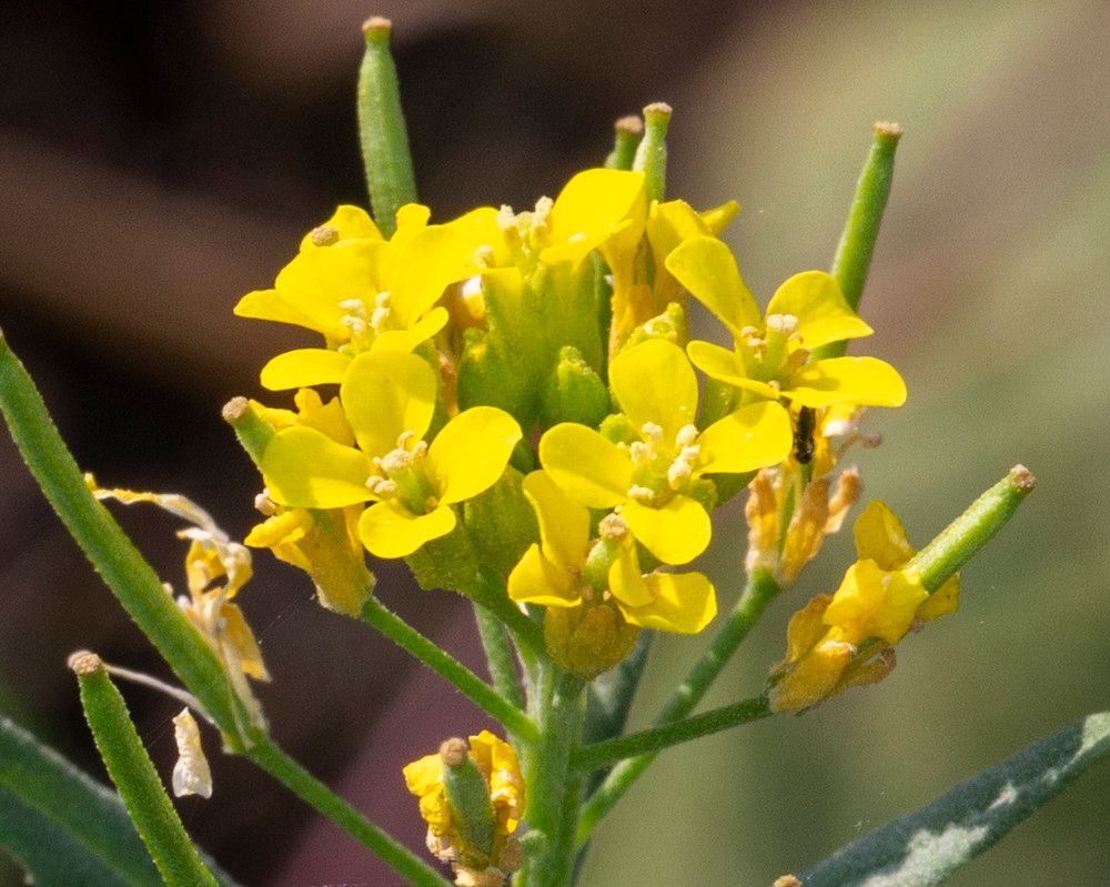 Erysimum cheiranthoides flower