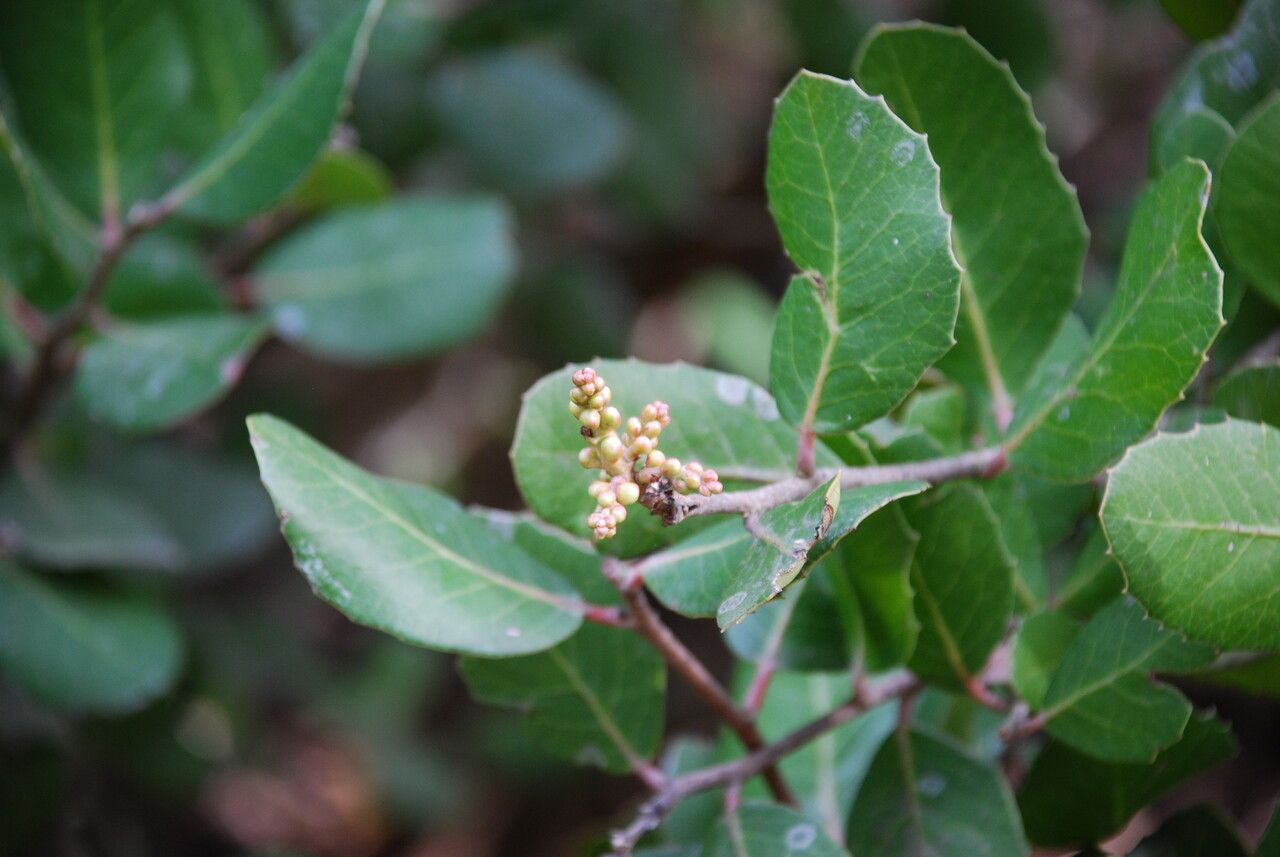 Rhus integrifolia fruit