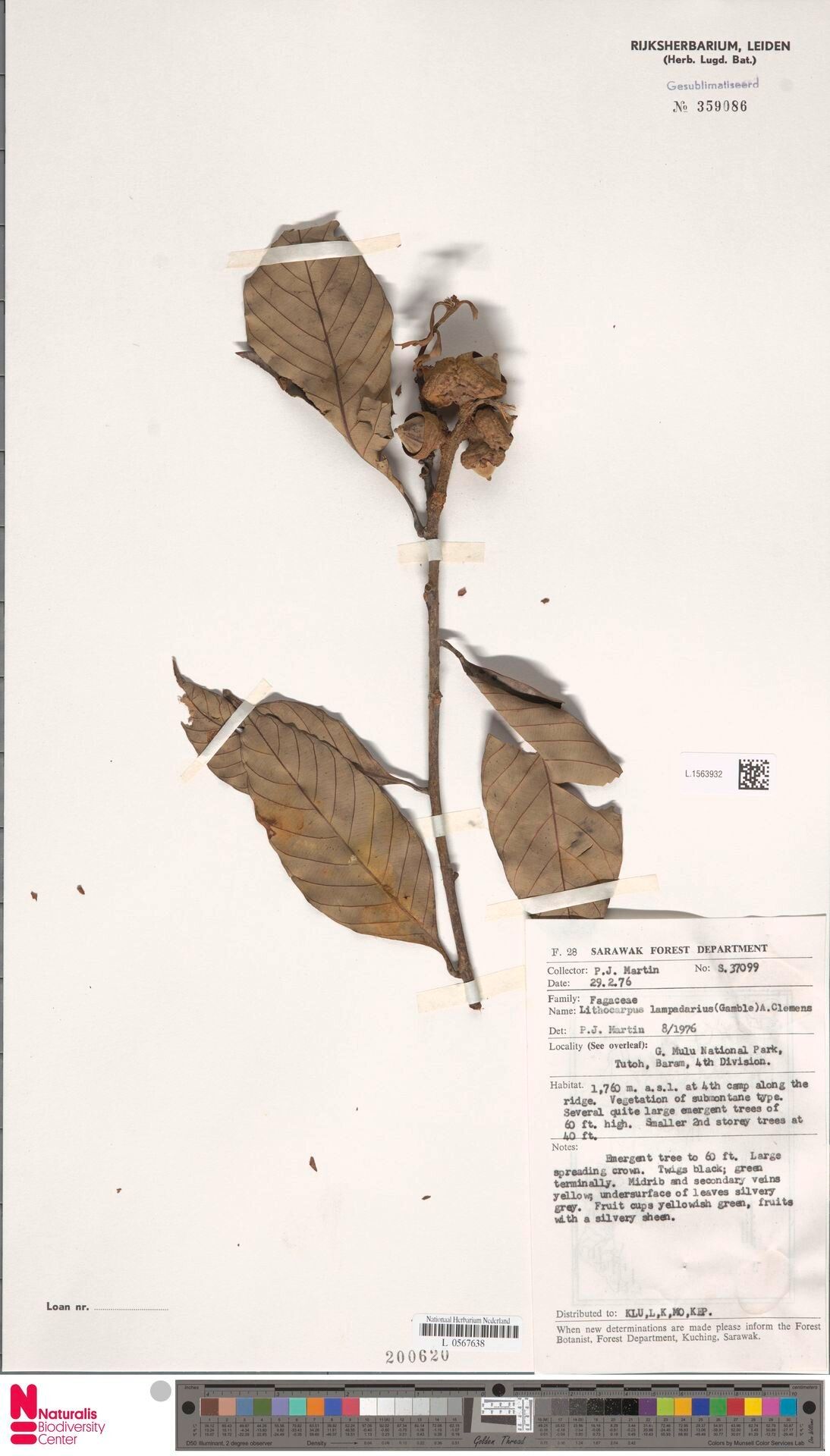 Lithocarpus lampadarius — search result for 'Lithocarpus'