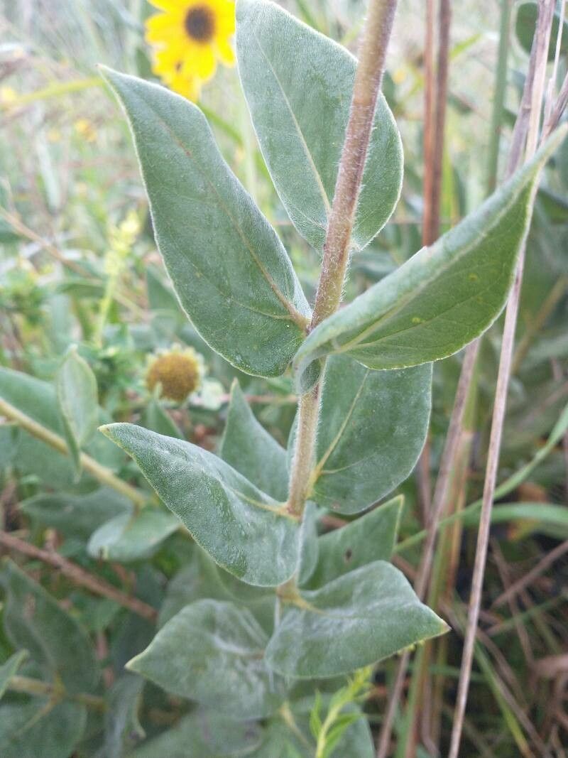 Helianthus mollis leaf