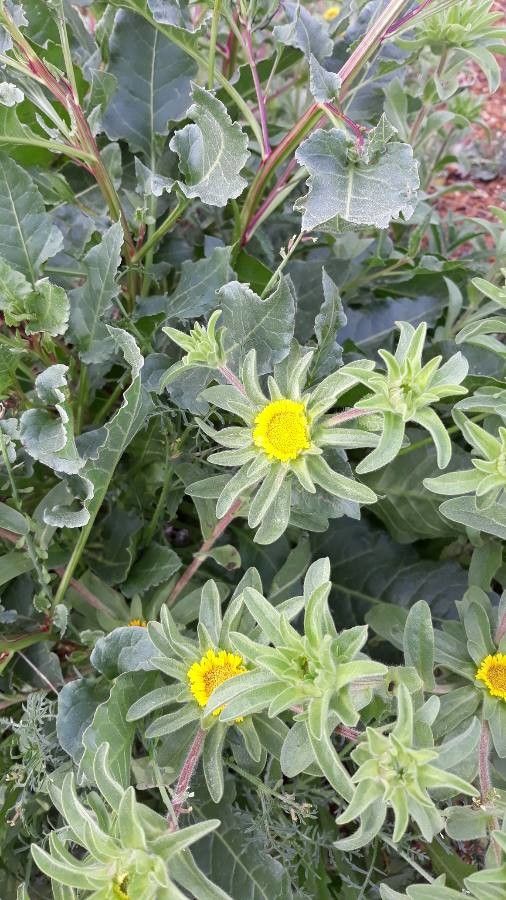 Asteriscus aquaticus flower