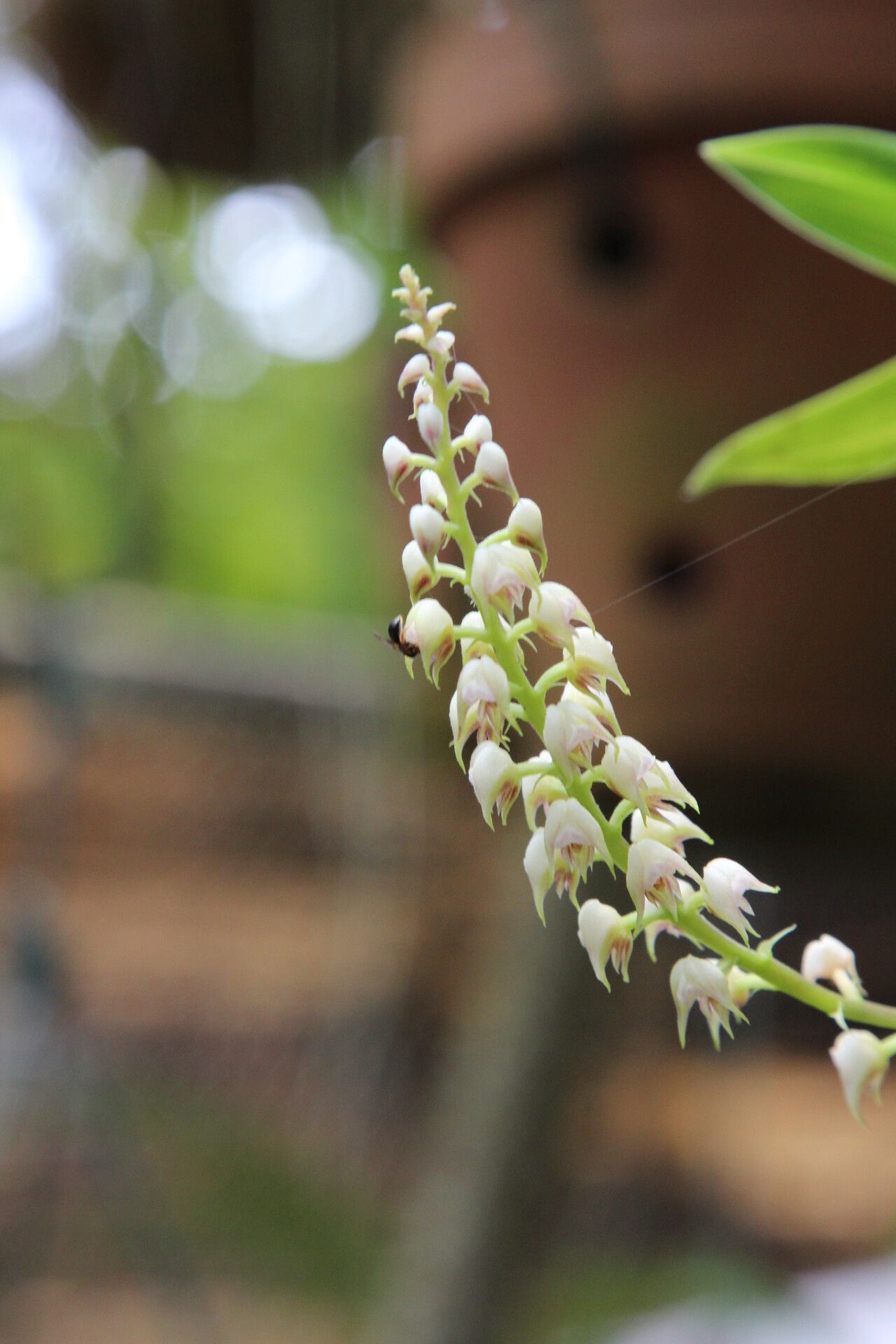 Polystachya setifera — houseplant care guide