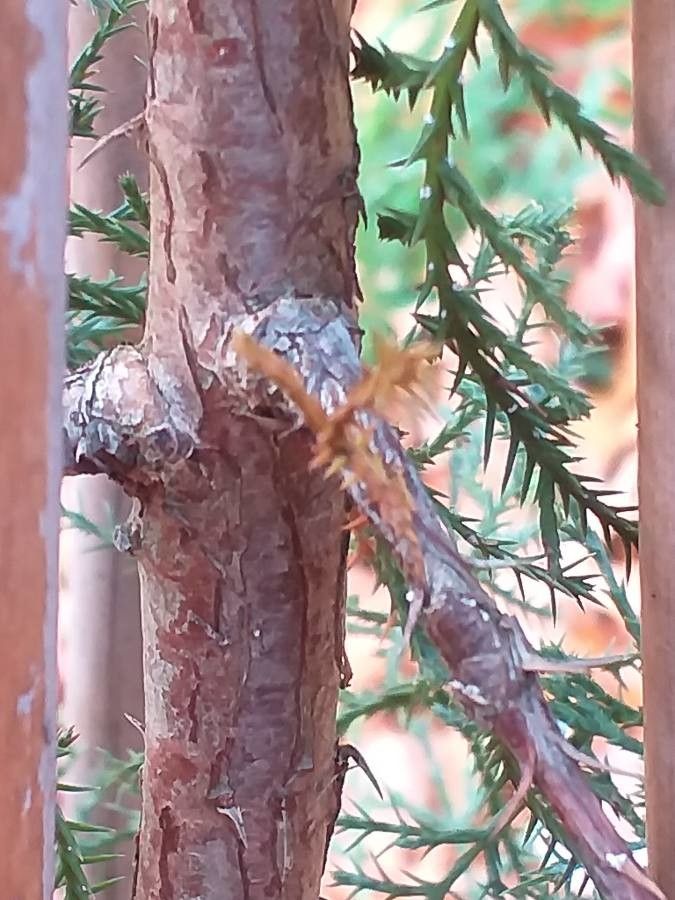 Cupressus gigantea bark