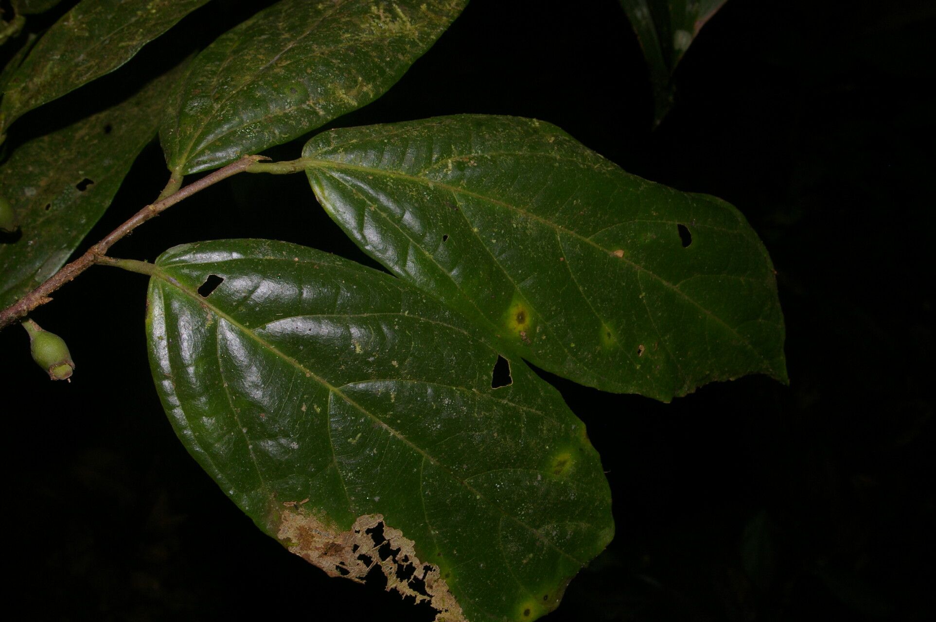 Quararibea nigrescens fruit