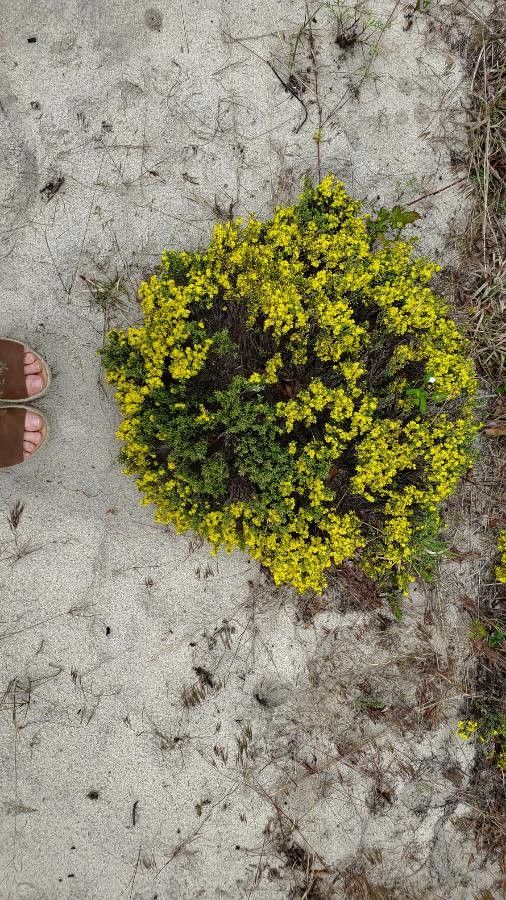 Hudsonia tomentosa flower