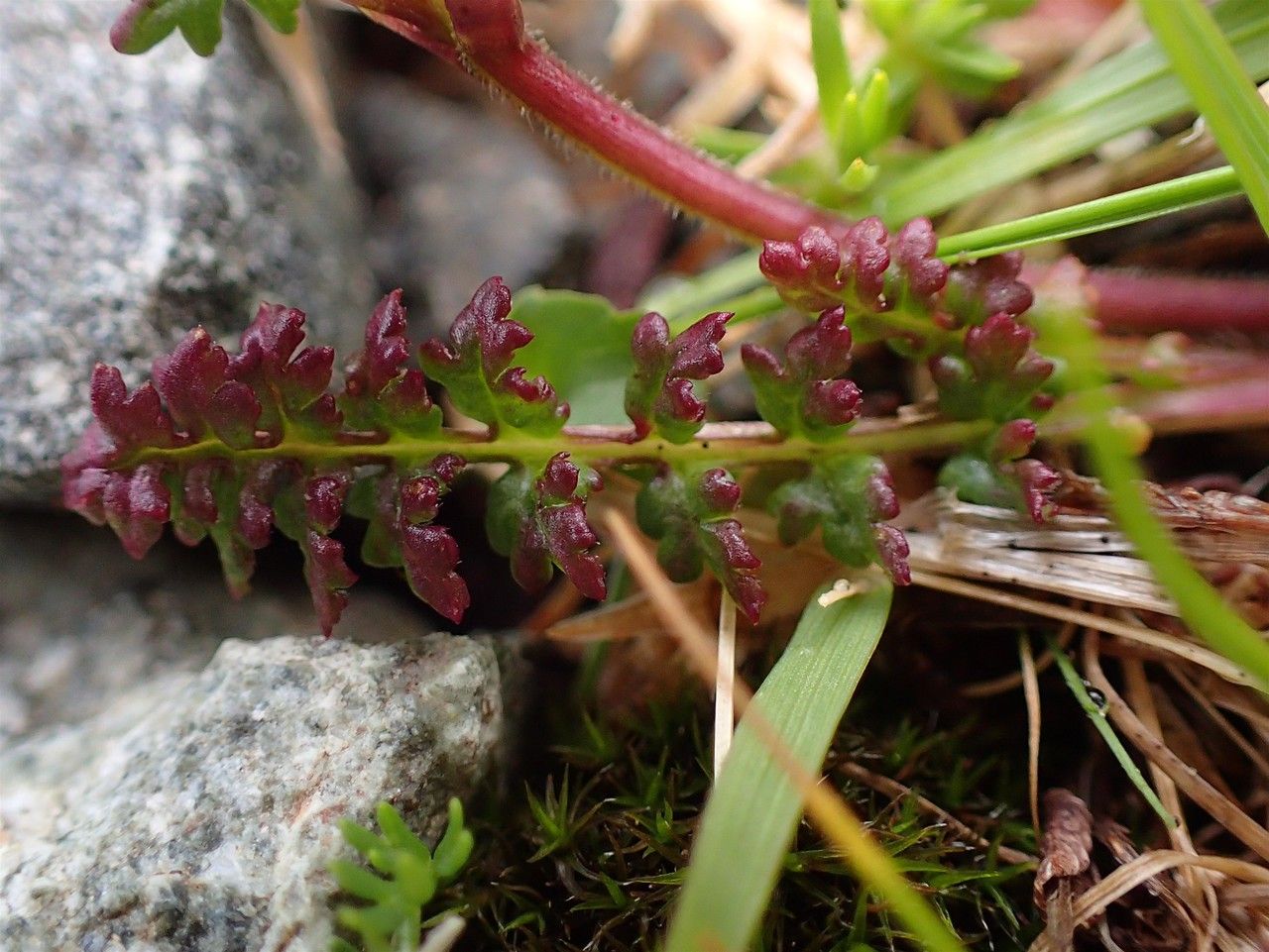 Pedicularis kerneri leaf