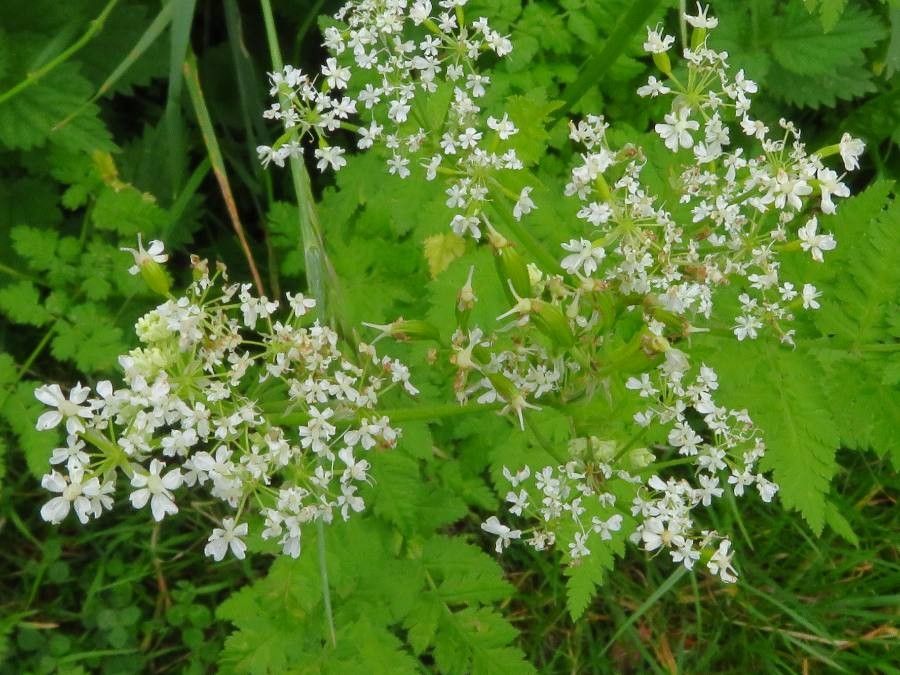 Myrrhis odorata flower