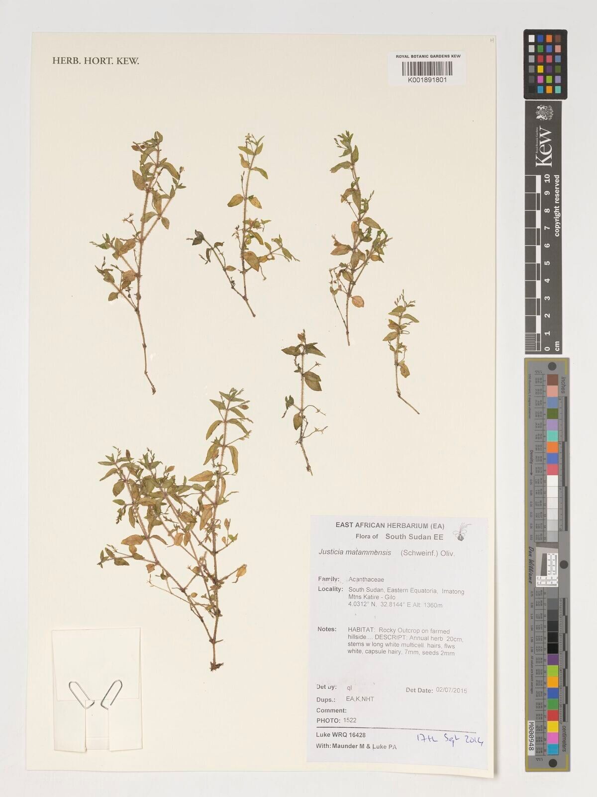 Crassocephalum bauchiense — related species from the same genus