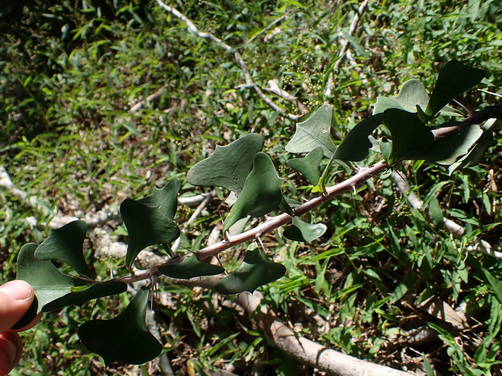 Euphorbia bevilaniensis leaf