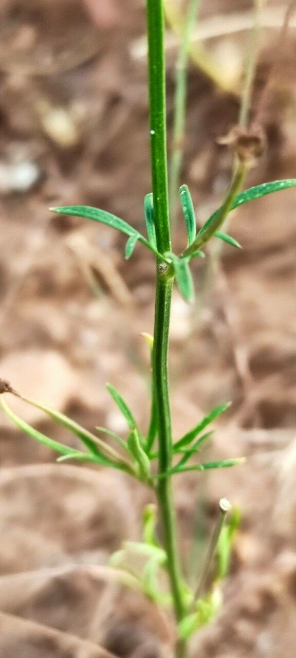 Delphinium pentagynum leaf