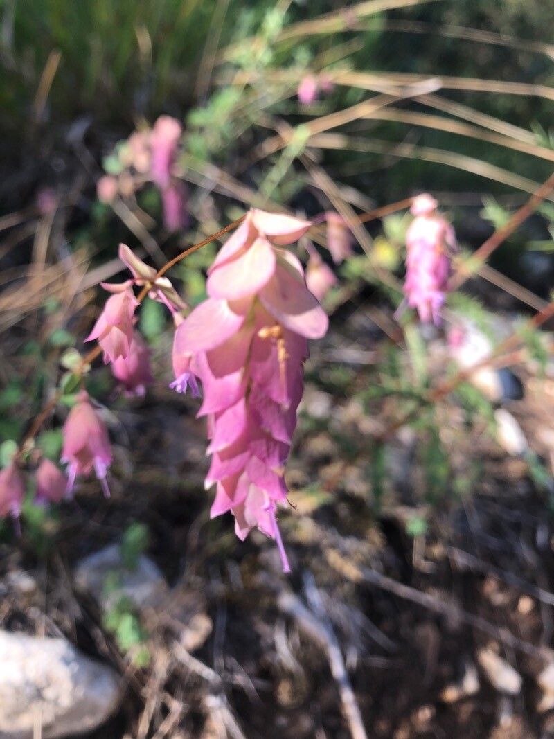 Origanum libanoticum flower