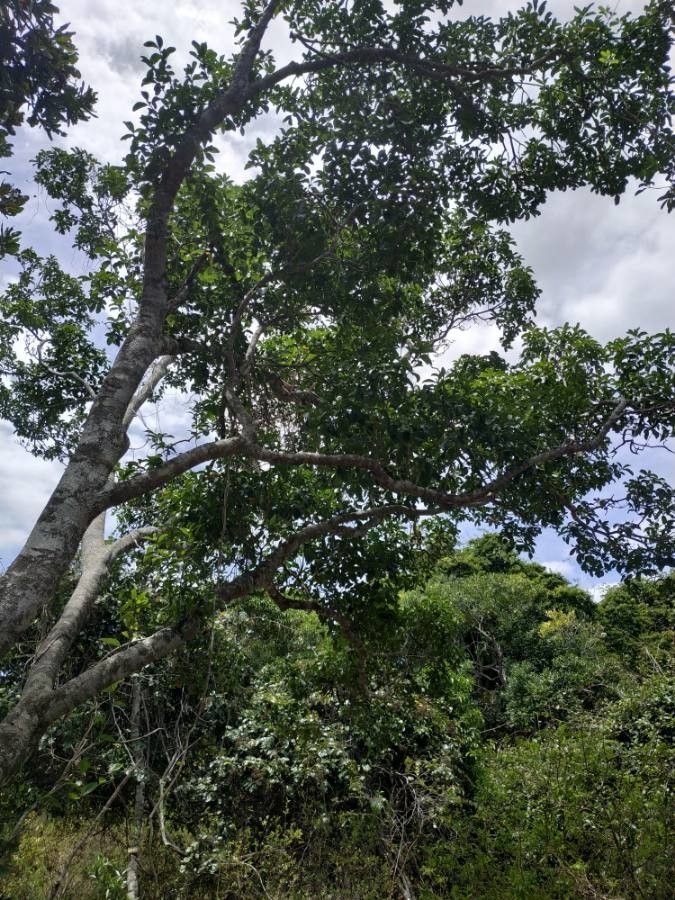 Fontainea pancheri habit