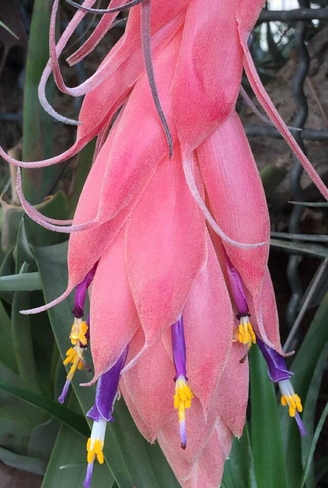 Tillandsia tecolometl — houseplant care guide