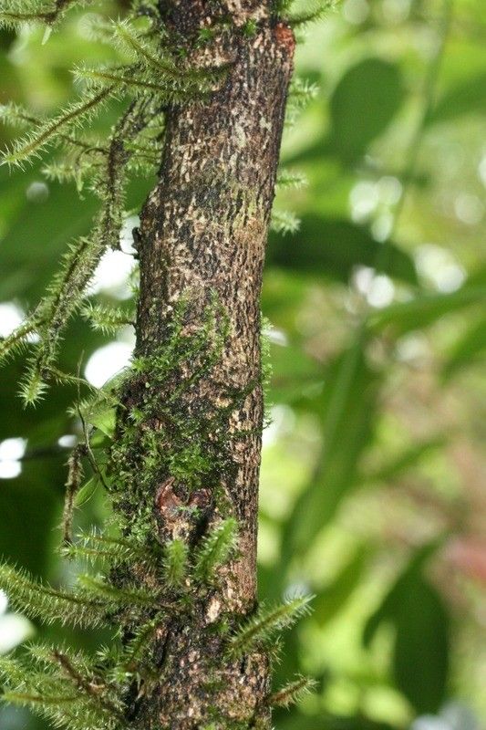 Casearia coriacea bark