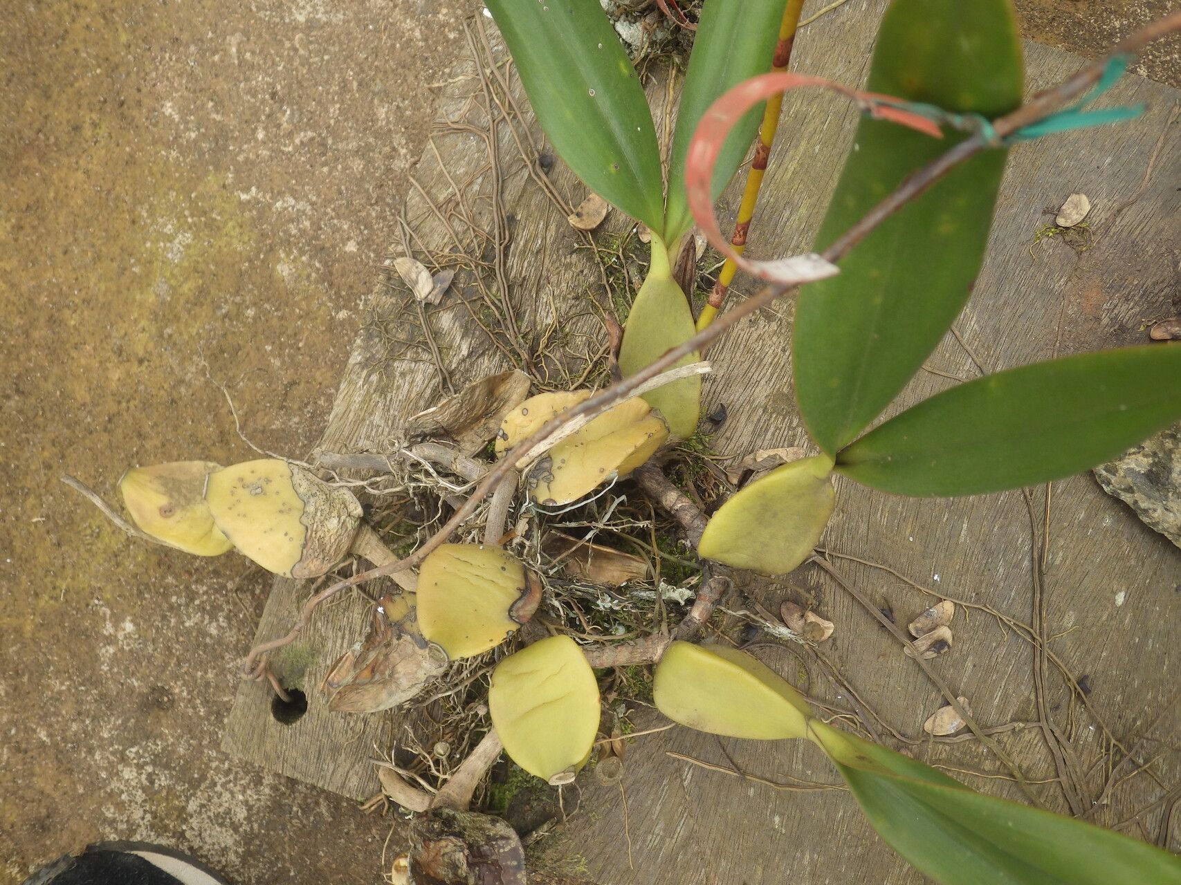 Bulbophyllum imbricatum — houseplant care guide