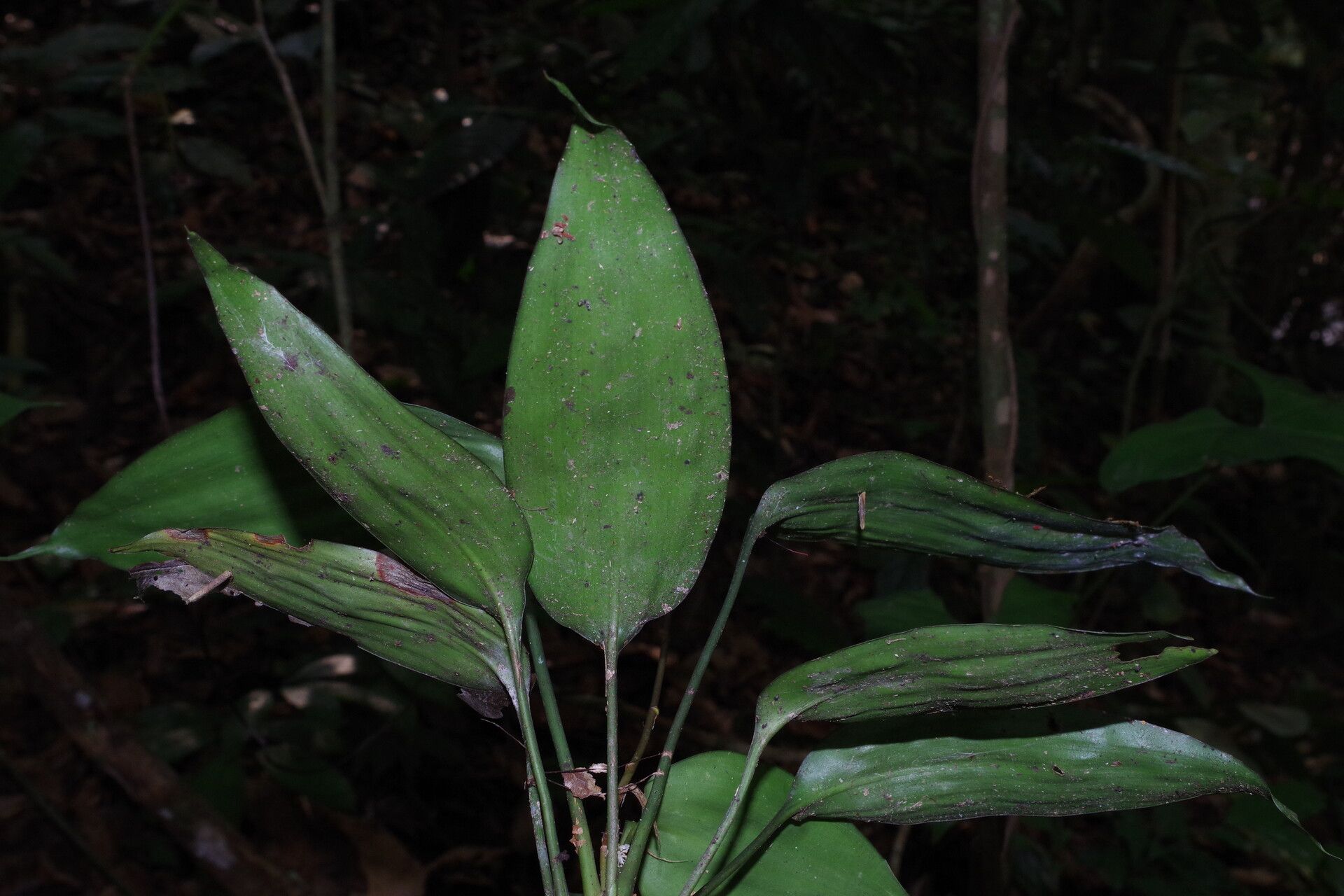 Dracaena tholloniana — houseplant care guide