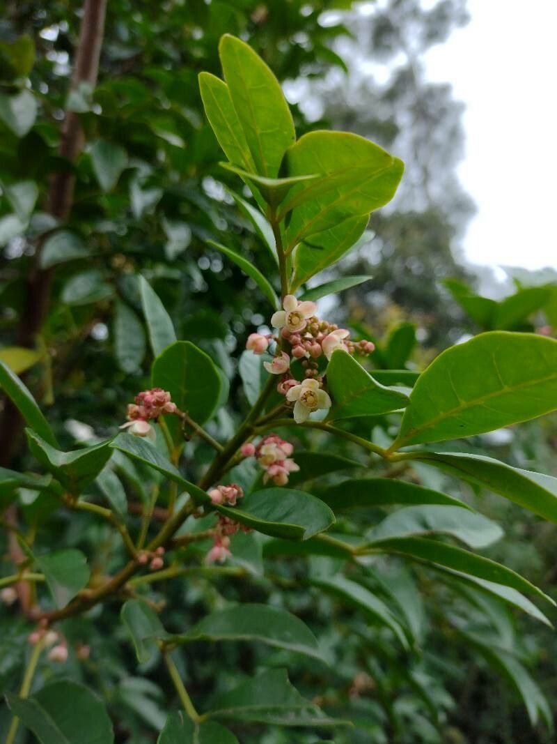 Synoum glandulosum habit