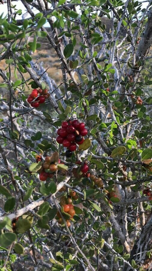 Rhamnus crocea fruit