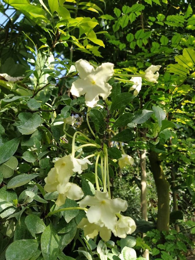Brunfelsia undulata flower