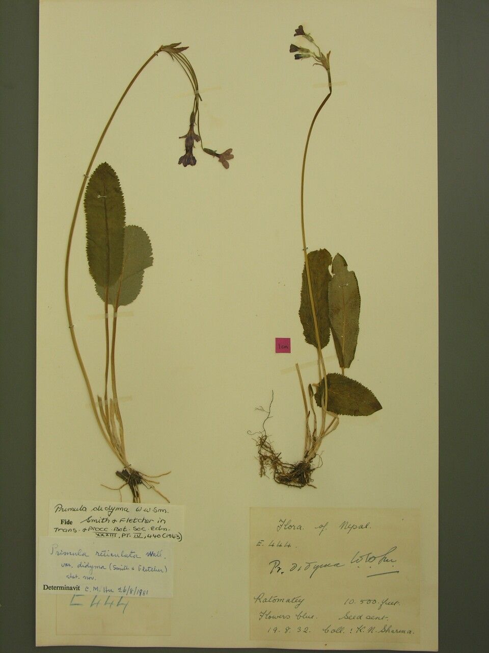 Primula reticulata — search result for 'Primula'