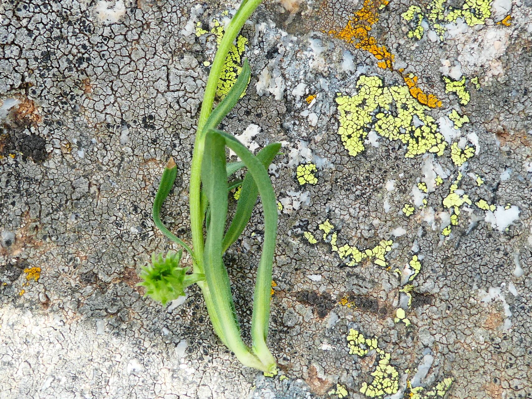 Erigeron glabratus — search result for 'Southeastern Canada'