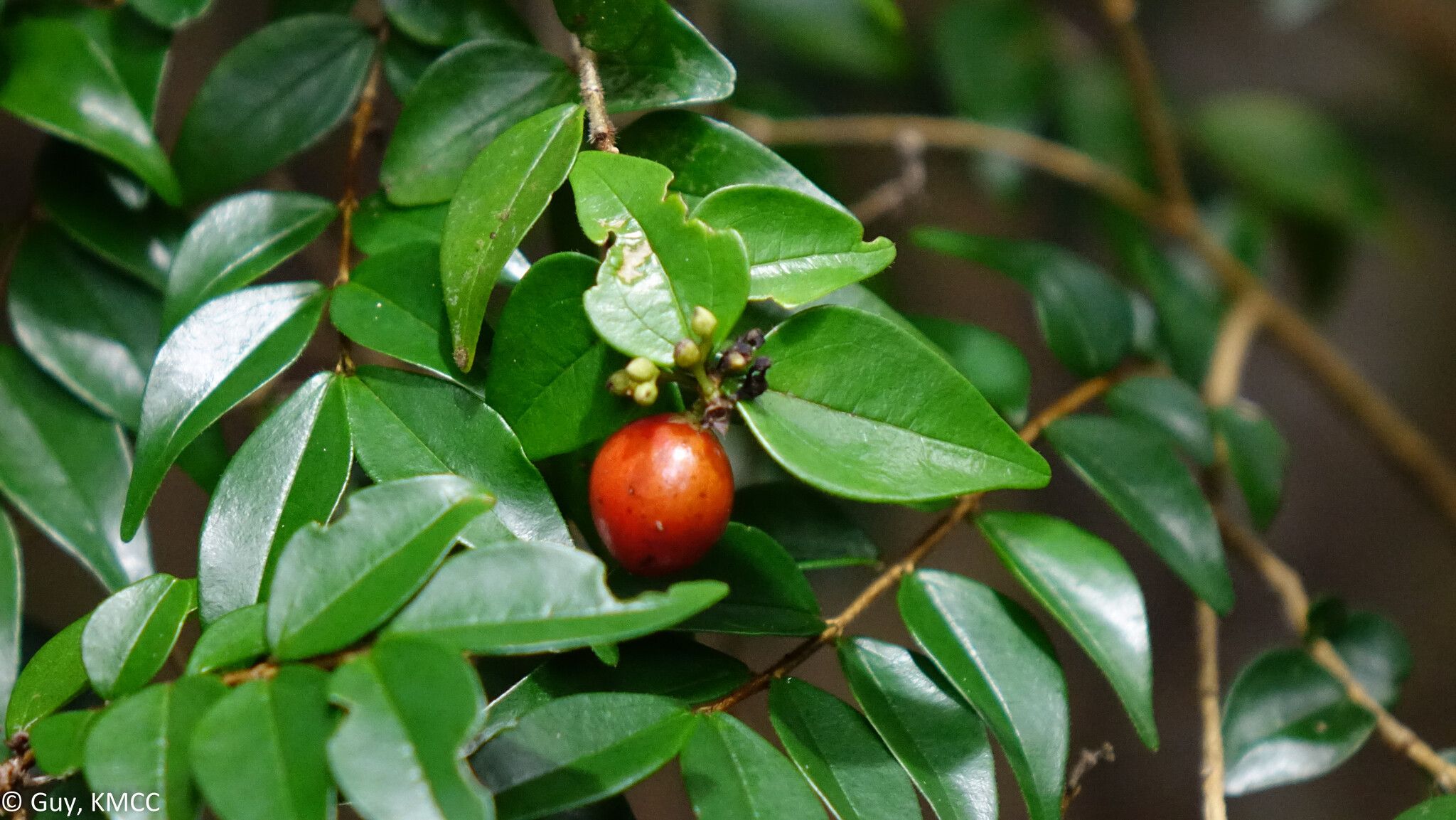 Strychnos myrtoides fruit
