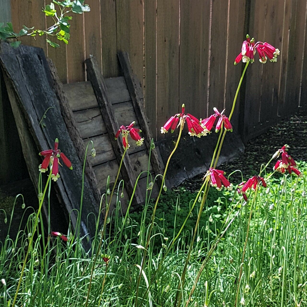 Dichelostemma ida-maia habit