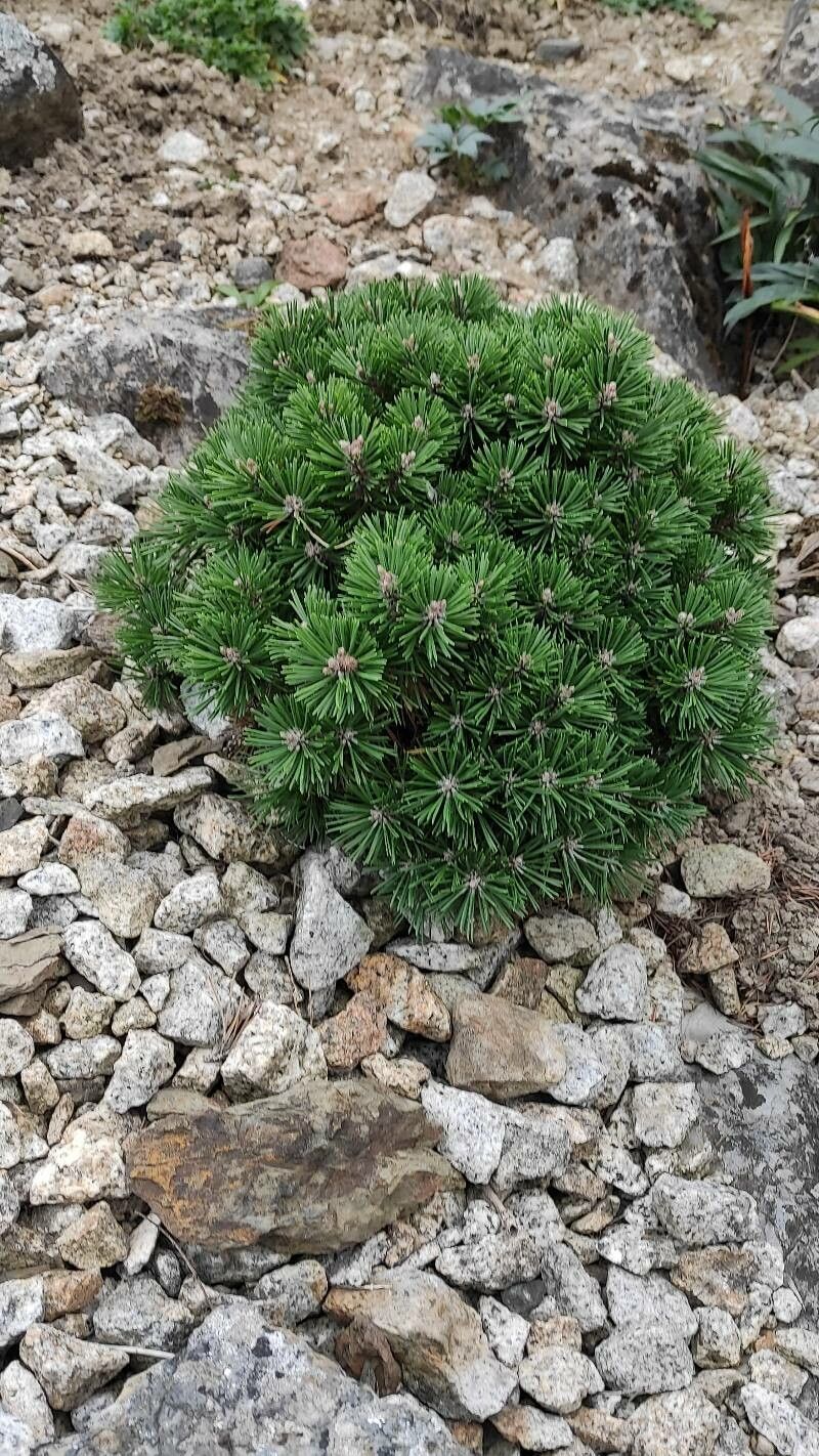 Pinus uncinata habit