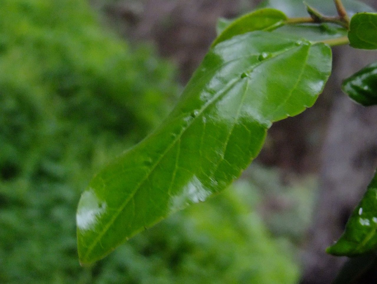 Heberdenia bahamensis — related species from the same genus
