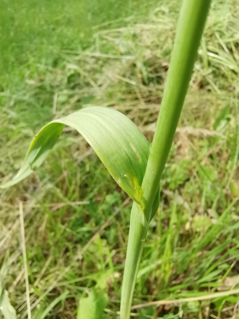 Allium scorodoprasum — search result for 'Allium'