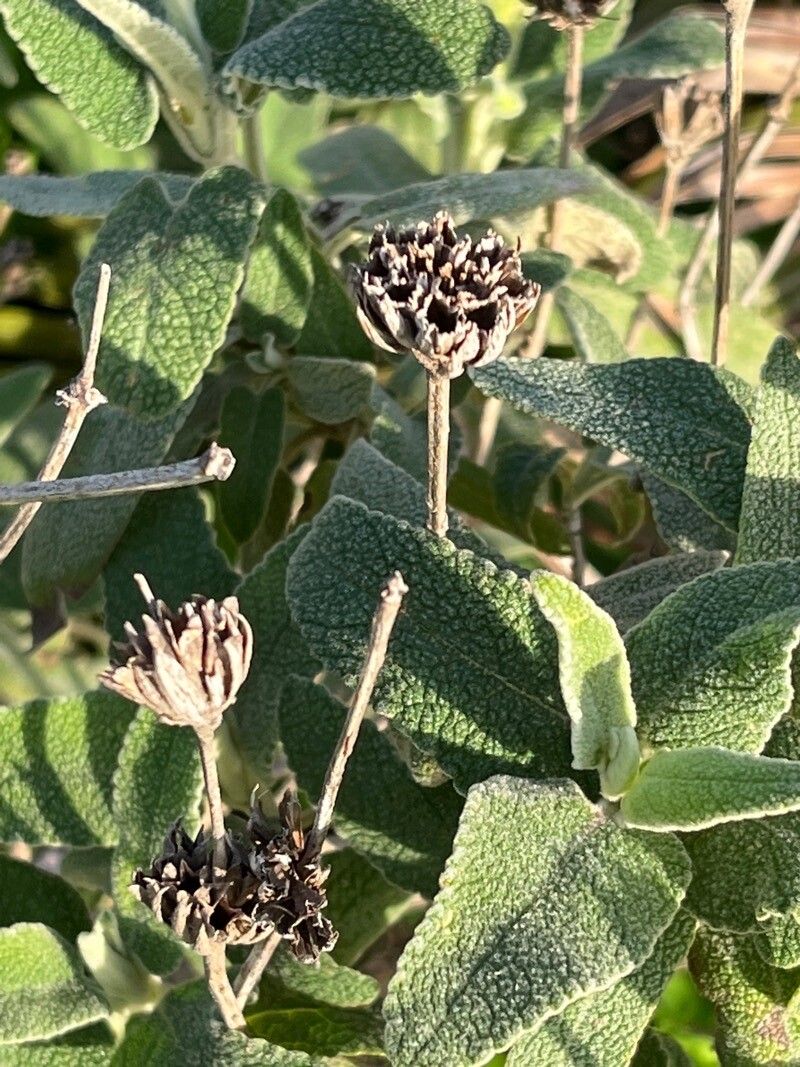 Salvia canariensis fruit