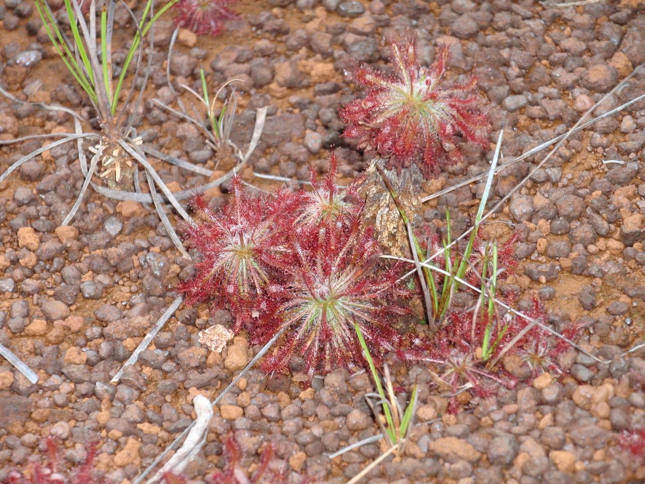 Drosera neocaledonica — search result for 'Drosera'