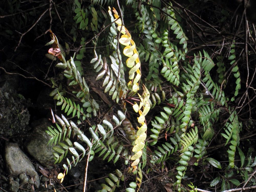 Phyllanthus mangenotii habit
