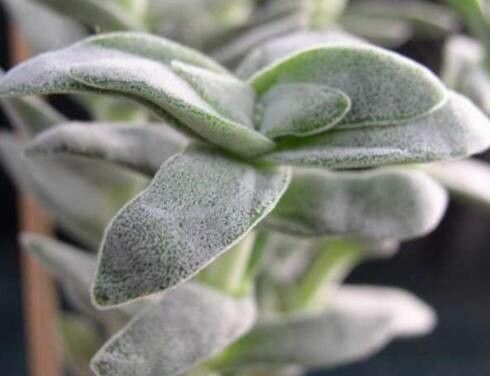 Crassula obovata leaf