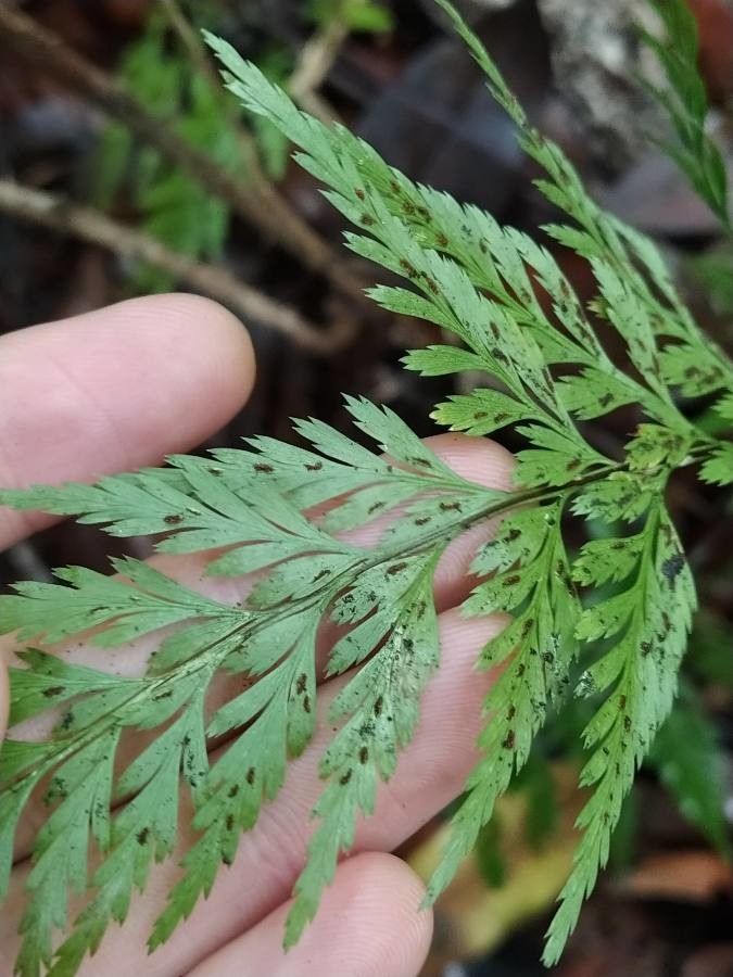 Asplenium onopteris flower